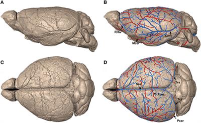 Frontiers Precise Cerebral Vascular Atlas In Stereotaxic