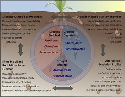 Frontiers  The root signals in rhizospheric inter-organismal