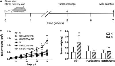 Frontiers Beneficial Effect Of Fluoxetine And Sertraline On