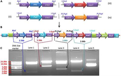 frontiers novel bioengineered cassava expressing an archaeal