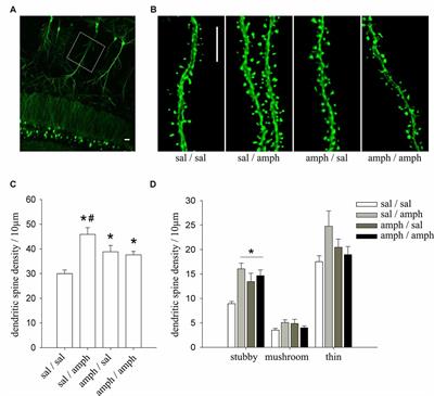 Types Of Email Accounts >> Frontiers | Cdk5 Is Essential for Amphetamine to Increase Dendritic Spine Density in Hippocampal ... Types Of Email Accounts >> Frontiers | Cdk5 Is Essential for Amphetamine to Increase Dendritic Spine Density in Hippocampal ...
