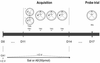 Frontiers Subtle Alterations In Spatial Memory Induced By