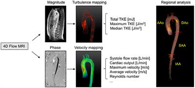 Frontiers Age Related Vascular Changes Affect Turbulence - 