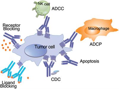 Frontiers New Strategies Using Antibody Combinations To Increase