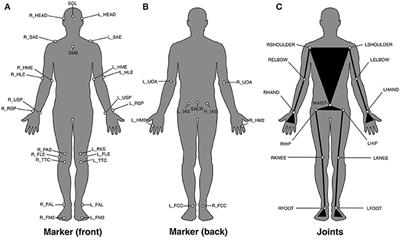 Frontiers The Contribution Of Upper Body Movements To Dynamic Balance Regulation During Challenged Locomotion Human Neuroscience