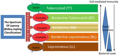 Frontiers | Emerging Concepts of Adaptive Immunity in Leprosy | Immunology