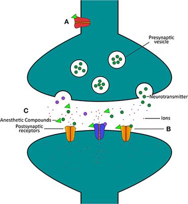 Frontiers Mechanisms Of Anesthetic Action And - 