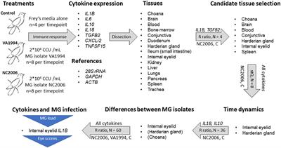 Cytokine Function Chart