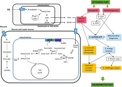 Frontiers | How Can a Ketogenic Diet Improve Motor Function?