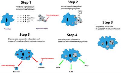 Types Of Email Accounts >> Frontiers | Alzheimer's Disease: The Role of Microglia in ... Types Of Email Accounts >> Frontiers | Alzheimer's Disease: The Role of Microglia in ...