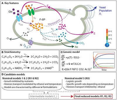 Frontiers Saccharomyces Cerevisiae And S Kudriavzevii Synthetic Wine Fermentation Performance Dissected By Predictive Modeling Microbiology