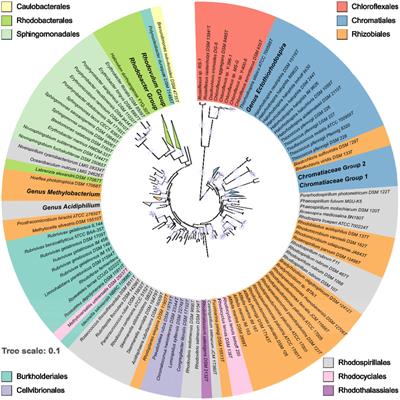 frontiers photosynthesis is widely distributed among genomic library