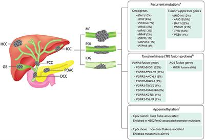 Frontiers | Emergence of Intrahepatic Cholangiocarcinoma ...