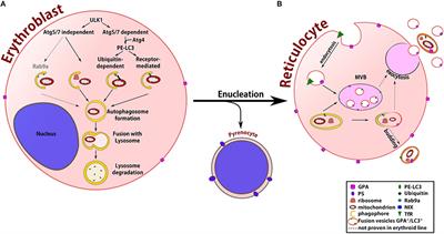 Frontiers From Erythroblasts To Mature Red Blood Cells Organelle Clearance In Mammals Physiology