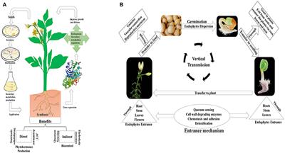 Frontiers What Is There In Seeds Vertically Transmitted Endophytic Resources For Sustainable Improvement In Plant Growth Plant Science