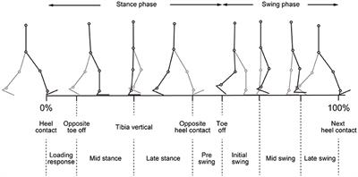 Frontiers | Speed-Dependent Modulation of Muscle Activity Based on ...