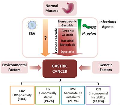 Frontiers Role Of Micrornas And Exosomes In Helicobacter Pylori And Epstein Barr Virus Associated Gastric Cancers Microbiology