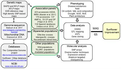 Frontiers Sunflower Hybrid Breeding From Markers To Genomic