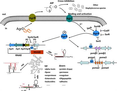 Biofilm-Associated Agr and Sar Quorum Sensing Systems of Staphylococcus  aureus Are Inhibited by 3-Hydroxybenzoic Acid Derived from Illicium verum