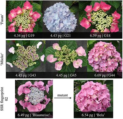 Hydrangea Care And Culture Travaldo S Blog