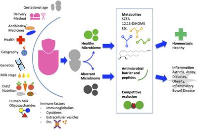 milk composition breast of Infant of Motherâs Microbiota Purposeful the A Development to Milk: Contribution the   Frontiers