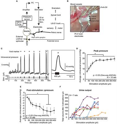 Frontiers Novel Neurostimulation Of Autonomic Pelvic Nerves