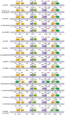 Frontiers Plastid Genome Comparative And Phylogenetic Analyses