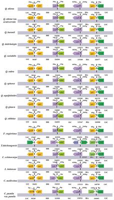 Frontiers Plastid Genome Comparative And Phylogenetic Analyses