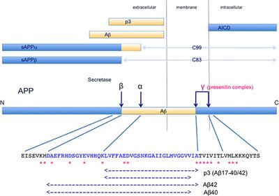 Frontiers Reconsideration Of Amyloid Hypothesis And Tau Hypothesis In Alzheimer S Disease Neuroscience
