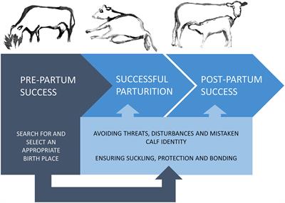 Frontiers | Prepartum Maternal Behavior of Domesticated Cattle: A  Comparison with Managed, Feral, and Wild Ungulates