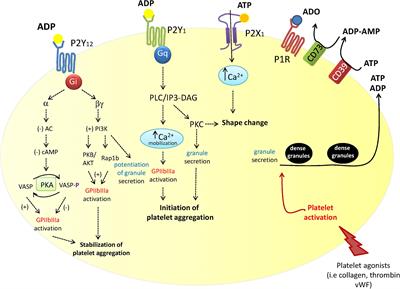 Types Of Email Accounts >> Frontiers | P2Y12 Receptors in Tumorigenesis and Metastasis | Pharmacology Types Of Email Accounts >> Frontiers | P2Y12 Receptors in Tumorigenesis and Metastasis | Pharmacology