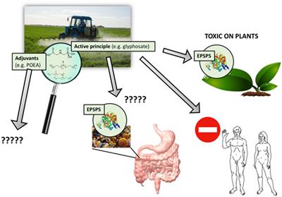 Frontiers | Ignoring Adjuvant Toxicity Falsifies the Safety Profile of  Commercial Pesticides | Public Health