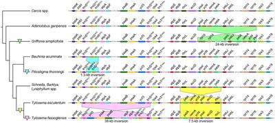 Frontiers Plastid Genome Evolution In The Early Diverging Legume