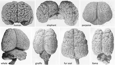 Frontiers | The Comparative Neurology of Neocortical Gyration and the Quest for Functional Specialization Frontiers | The Comparative Neurology of Neocortical Gyration and the Quest for Functional Specialization