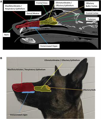 Frontiers When The Nose Doesn T Know Canine Olfactory Function Associated With Health Management And Potential Links To Microbiota Veterinary Science