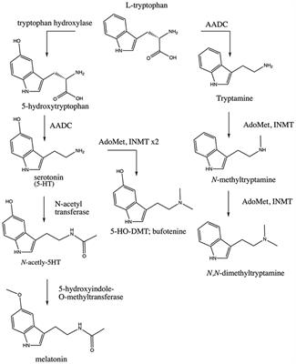 Framework kalligraf forskel Frontiers | Indolethylamine-N-methyltransferase Polymorphisms: Genetic and  Biochemical Approaches for Study of Endogenous N,N,-dimethyltryptamine