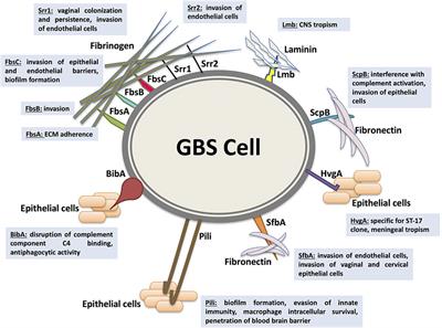Frontiers | Group B Streptococcal Colonization, Molecular ... Frontiers | Group B Streptococcal Colonization, Molecular ...