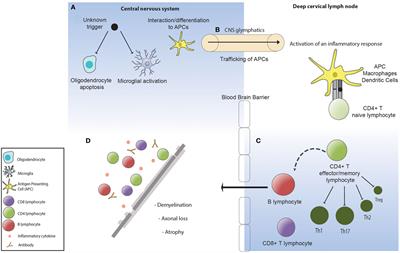 Copaxone Injection Sites Chart