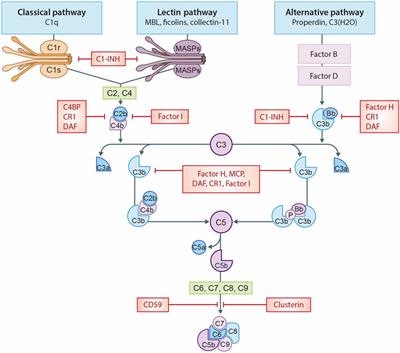 The Role Of Complement In Health And Disease | Frontiers Research Topic The Role Of Complement In Health And Disease | Frontiers Research Topic