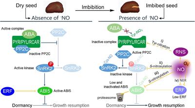 Frontiers | Nitric Oxide Enables Germination by a Four ... Frontiers | Nitric Oxide Enables Germination by a Four ...