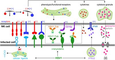 Frontiers Molecular Basis For The Recognition Of Herpes Simplex Virus Type 1 Infection By Human Natural Killer Cells Immunology