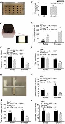 Frontiers | Elevated Anxiety and Impaired Attention Super-Smeller, Kv1.3 Knockout Mice