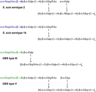 Frontiers Capsular Sialyltransferase Specificity Mediates Different Phenotypes In Streptococcus Suis And Group B Streptococcus Microbiology