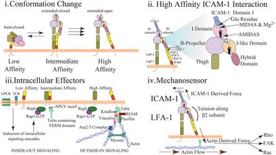 Frontiers Lfa 1 In T Cell Migration And Differentiation Immunology