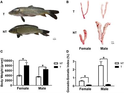 Frontiers Growth Hormone Overexpression Disrupts Reproductive Status Through Actions On Leptin Endocrinology