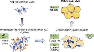 Frontiers | Current Therapeutic Strategies for Adipose Tissue Defects\/Repair Using Engineered ...