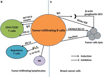 Frontiers New Insights Into Tumor Infiltrating B - 