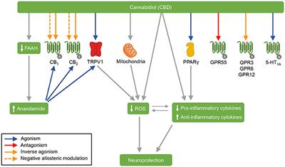 Frontiers | Cannabidiol as a Promising Strategy to Treat and Prevent ...