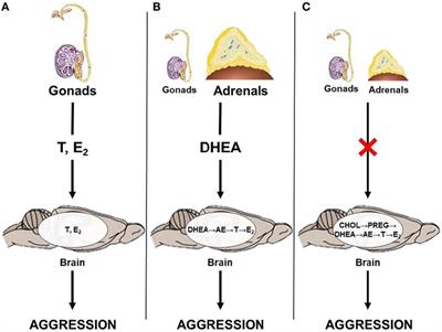 Frontiers | Neural Androgen Synthesis and Aggression: Insights From a Seasonally Breeding Rodent Frontiers | Neural Androgen Synthesis and Aggression: Insights From a Seasonally Breeding Rodent