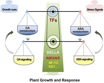 Frontiers Antagonistic Regulation of ABA and GA in Metabolism and